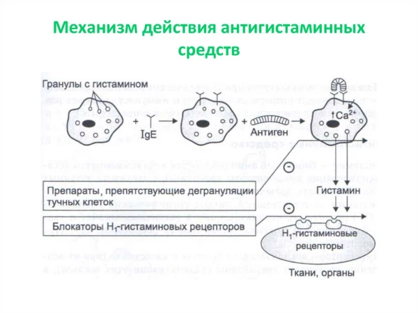 Схема действия антигистаминных препаратов