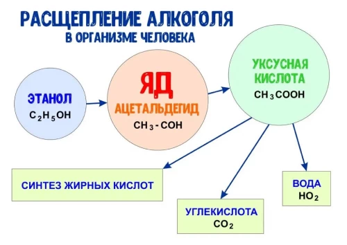 Схема расщепления алкоголя в организме