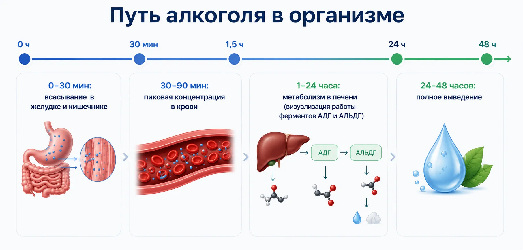 Инфографика путь алкоголя в организме